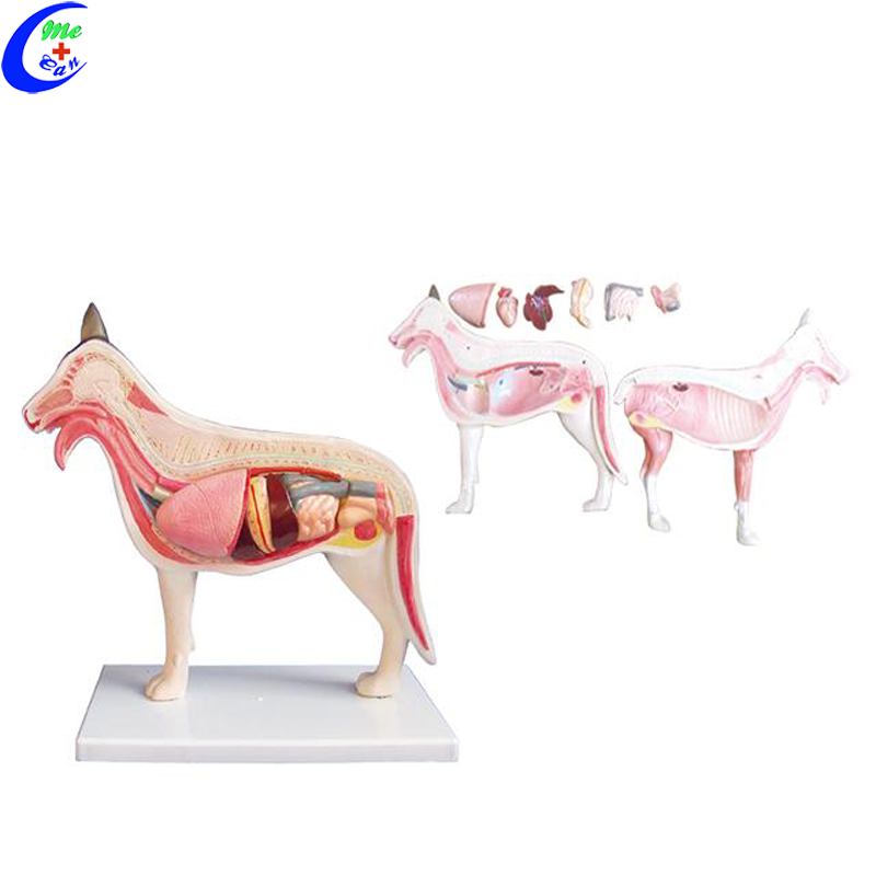 Dog Anatomical Model Dog Anatomical Model