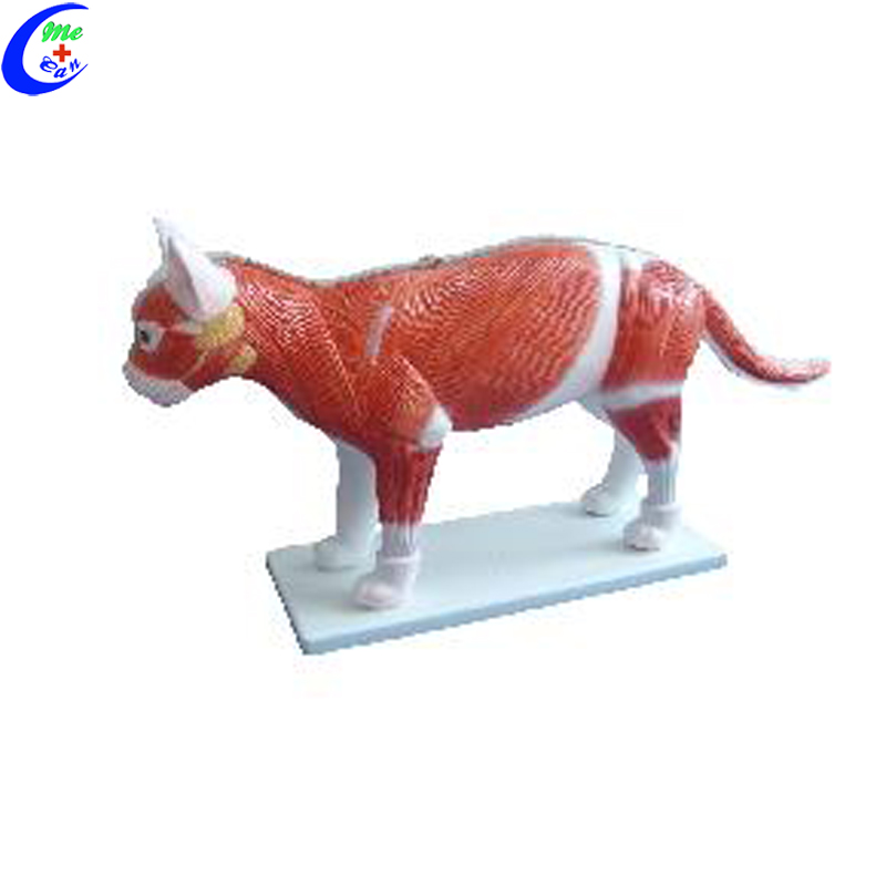 cat model