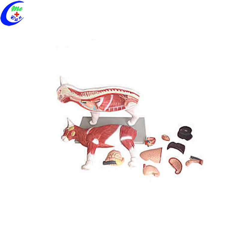 Cat Anatomical Structure Model
