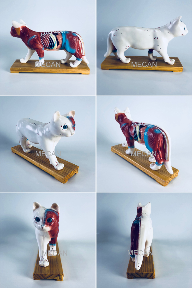 Cat Anatomical Structure Model