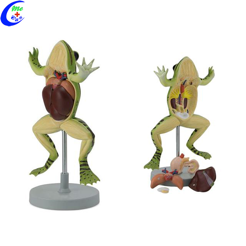 Plastic Frog Anatomy Structure Model