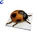 Education Models Ladybug Anatomy model