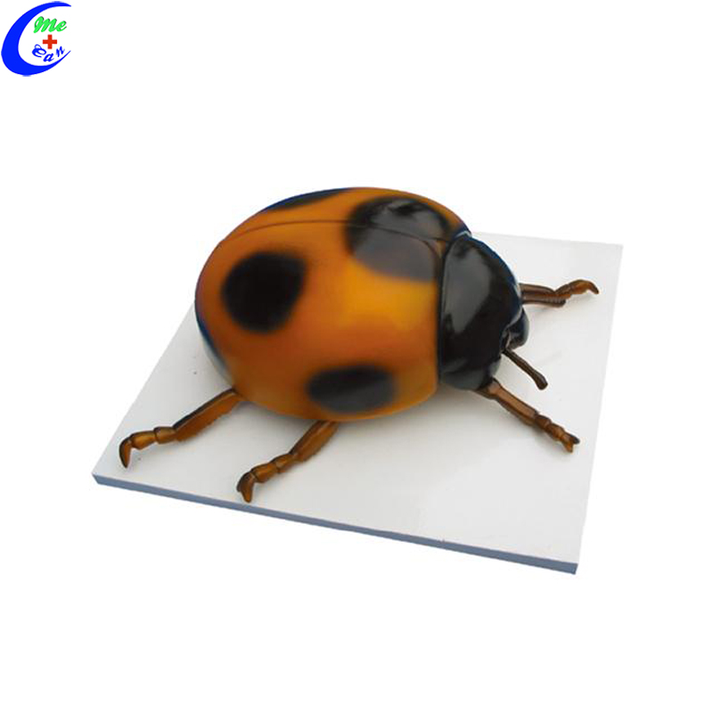 Education Models Ladybug Anatomy model
