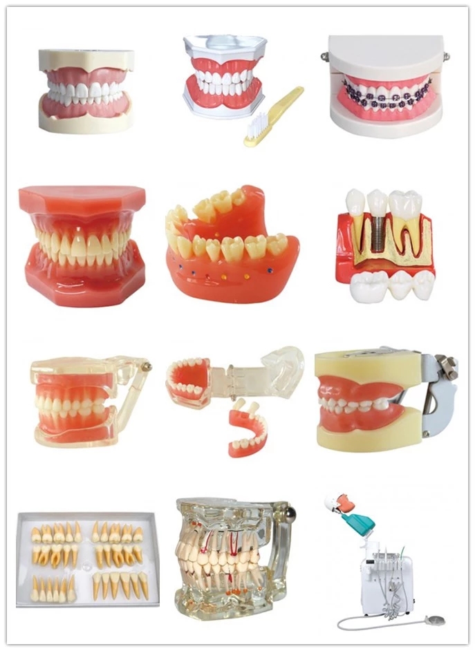 Dental Anesthesia Extraction Model Dental Anesthesia Extraction Model