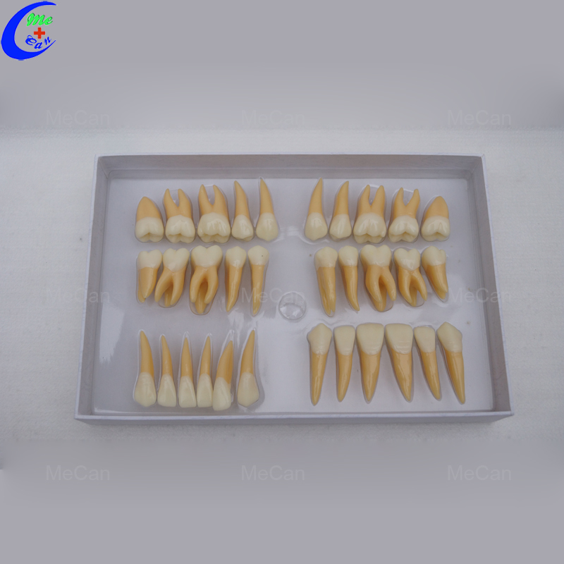 Human Teeth Model Human Teeth Model