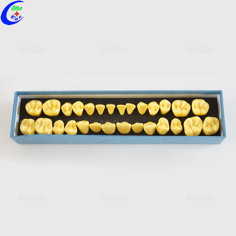 Dental Model Teeth Dental Model Teeth
