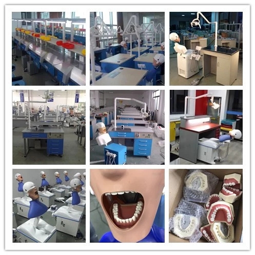 Phantom Head Simulation Dental Units Phantom Head Simulation Dental Units