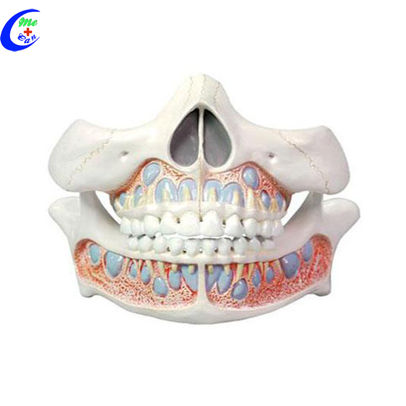 Tooth Anatomy Model Tooth Anatomy Model