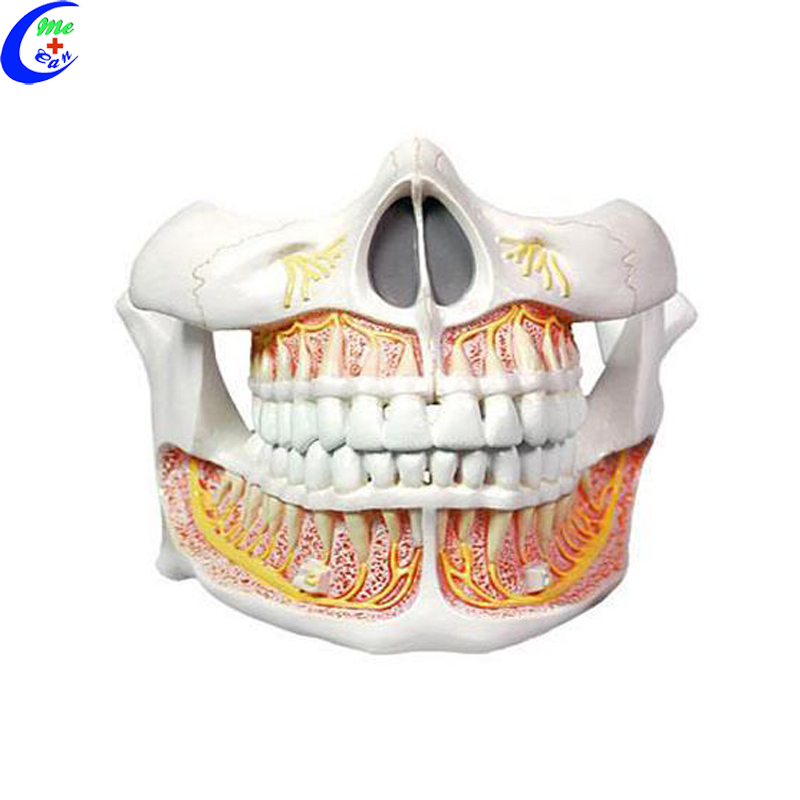 Tooth Anatomy Model Tooth Anatomy Model