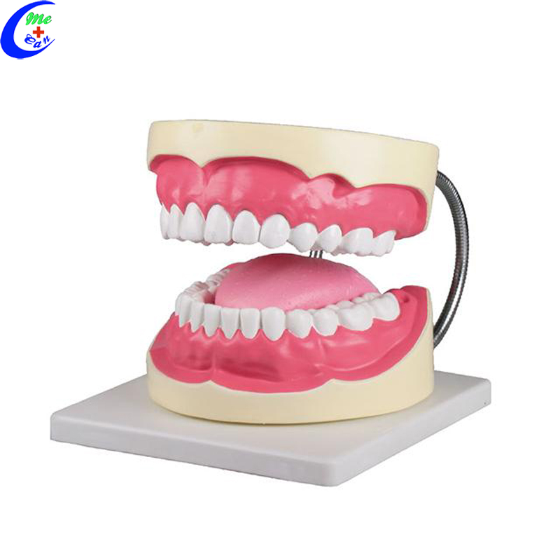 Tooth Anatomy Model Tooth Anatomy Model
