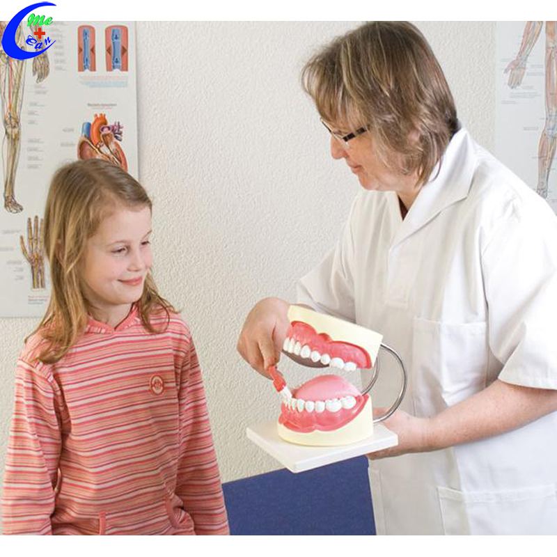 Tooth Anatomy Model Tooth Anatomy Model