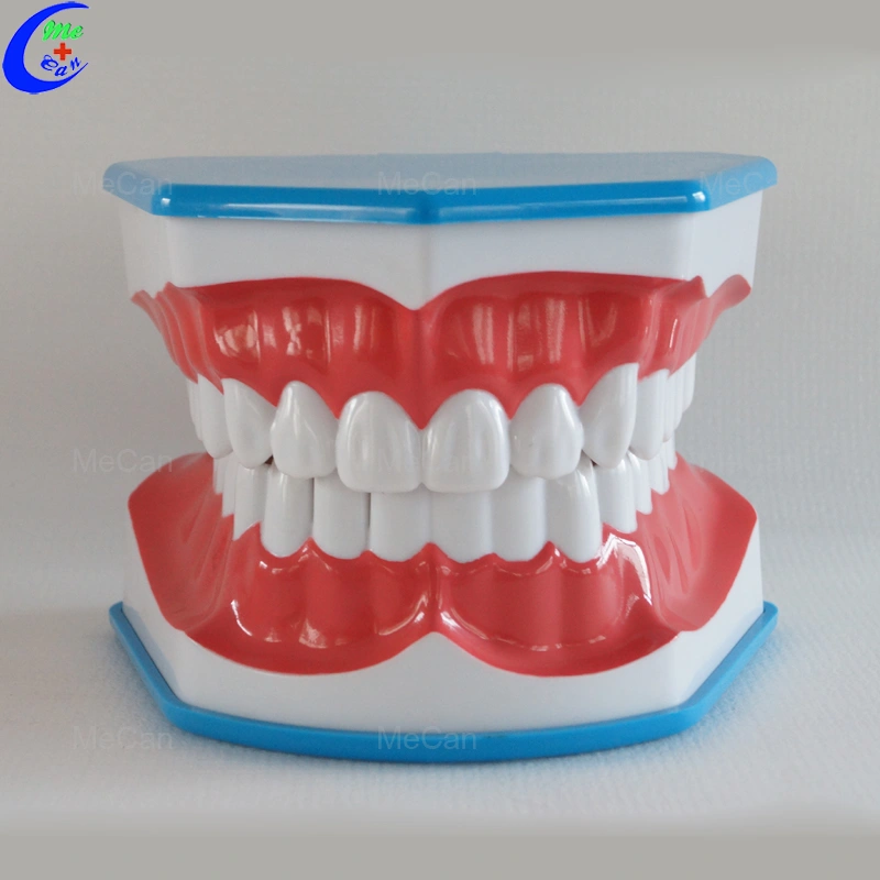 Dental Care Model Dental Care Model