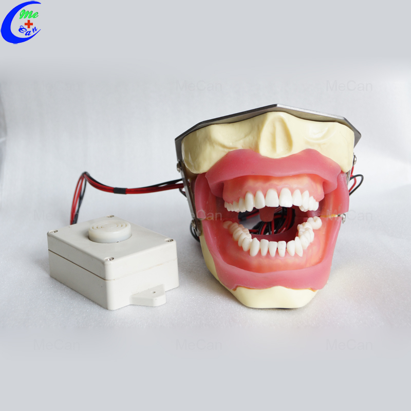 Dental Tooth Model Dental Tooth Model