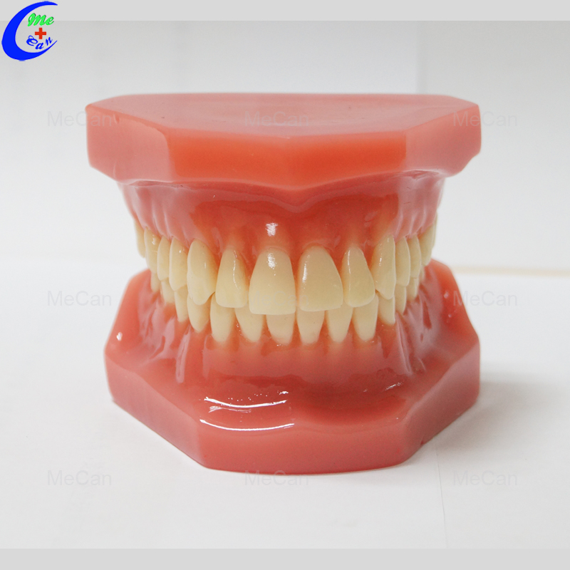 Dental Study Model