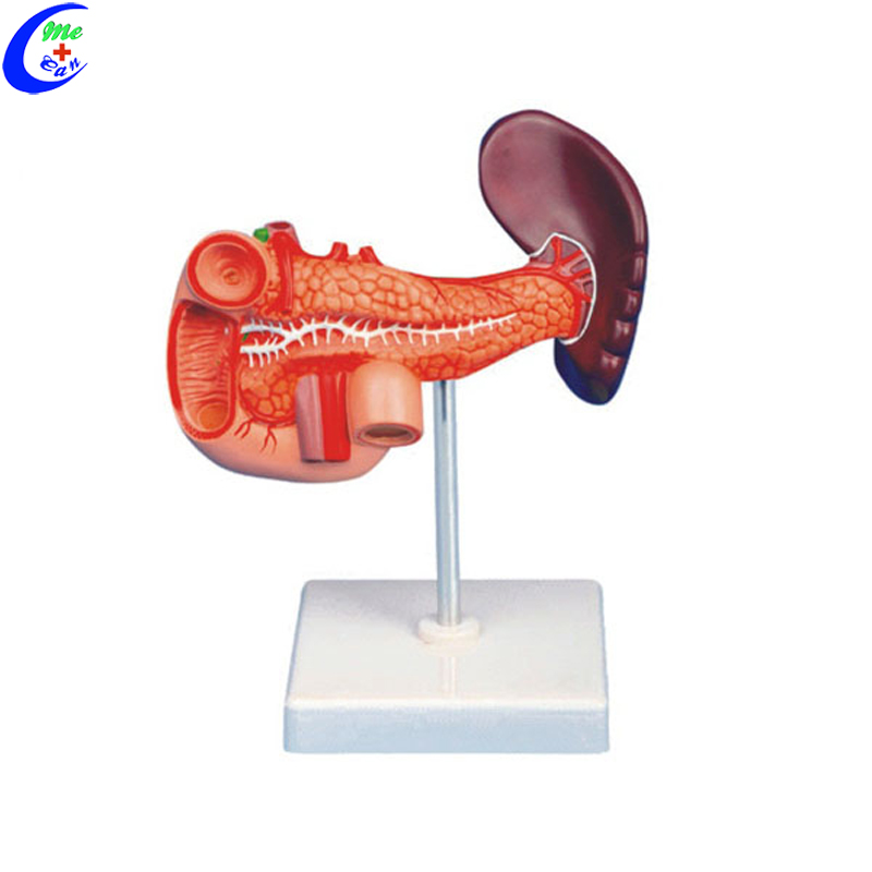 Human Anatomy Model Human Anatomy Model