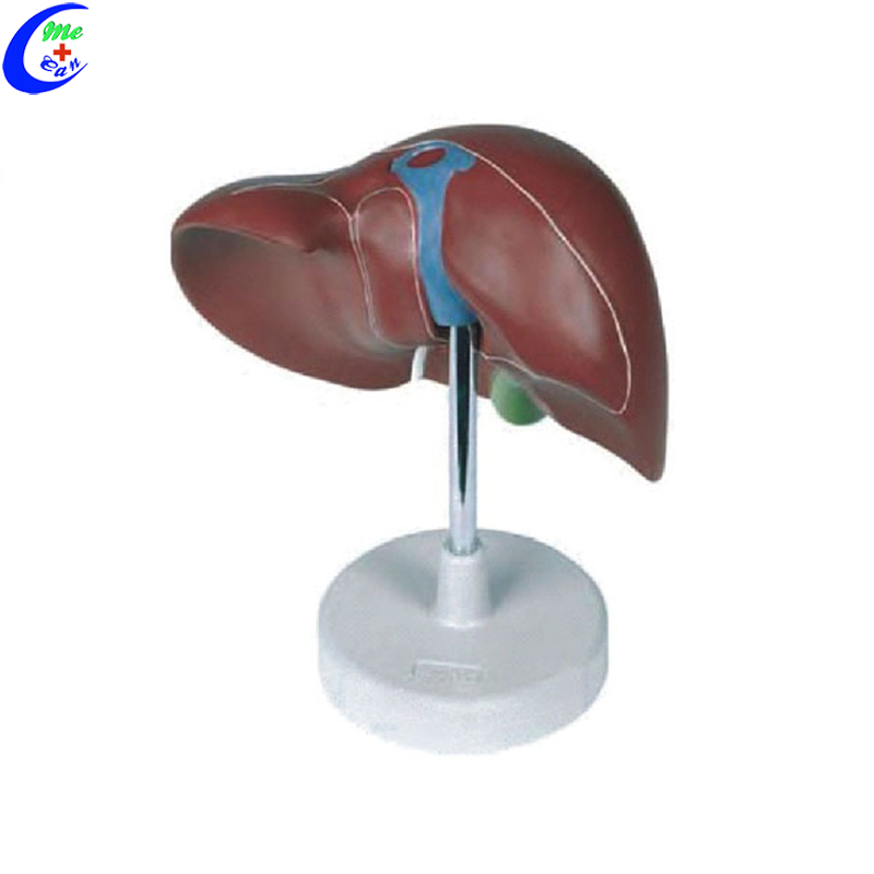 Human Anatomy Model Human Anatomy Model