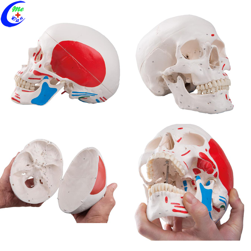 Medical Human Anatomy Colored Skull Model Medical Human Anatomy Colored Skull Model