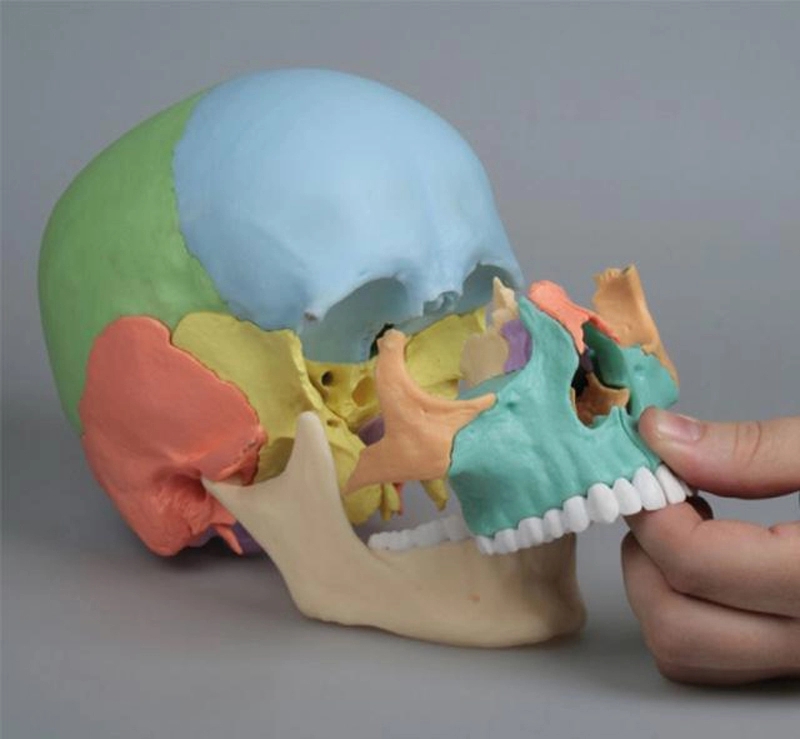 Medical Human Anatomy Colored Skull Model Medical Human Anatomy Colored Skull Model