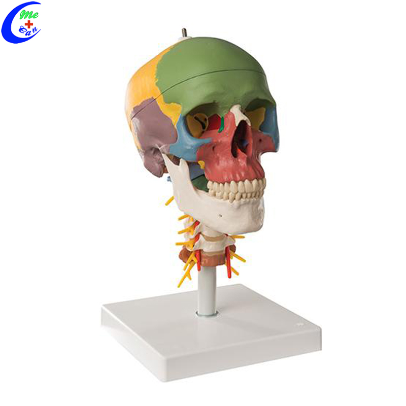 Medical Human Anatomy Colored Skull Model Medical Human Anatomy Colored Skull Model