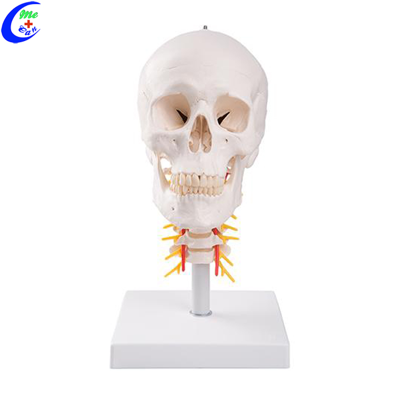Medical Human Anatomy Colored Skull Model Medical Human Anatomy Colored Skull Model