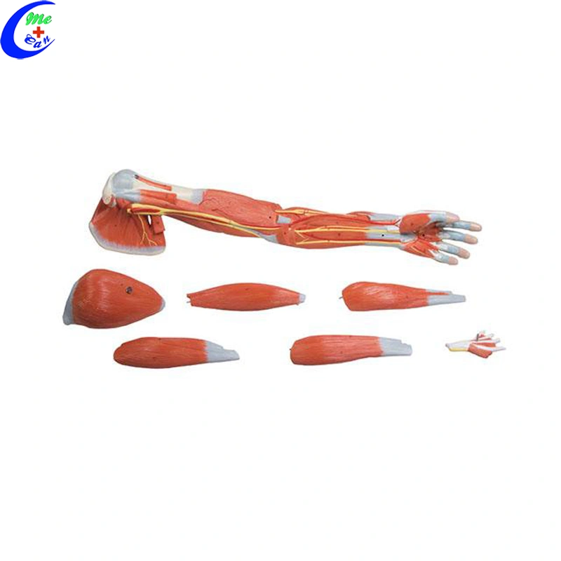 Medical Muscle Anatomical Models for Teaching Medical Muscle Anatomical Models for Teaching