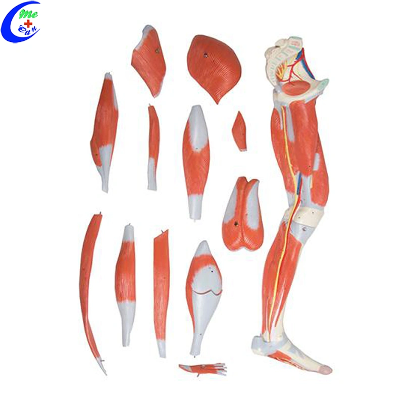 Medical Muscle Anatomical Models for Teaching Medical Muscle Anatomical Models for Teaching
