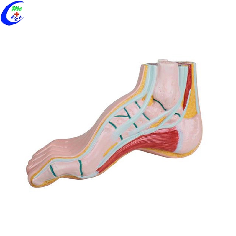 Medical Muscle Anatomical Models for Teaching Medical Muscle Anatomical Models for Teaching