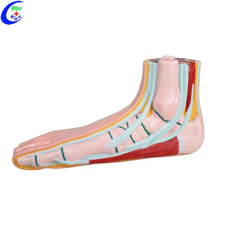 Medical Muscle Anatomical Models for Teaching Medical Muscle Anatomical Models for Teaching