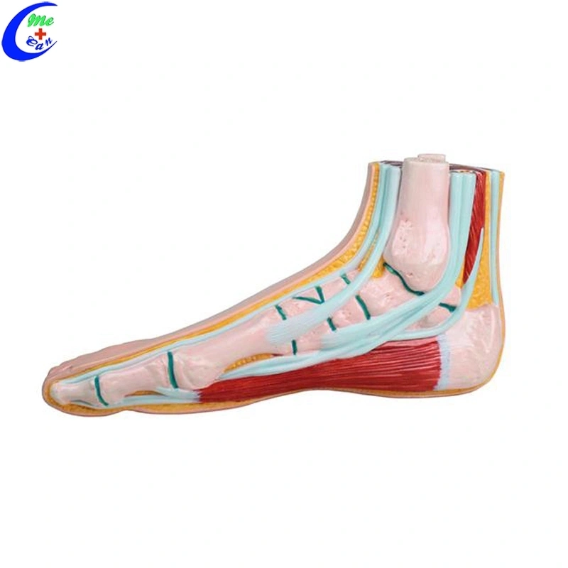 Medical Muscle Anatomical Models for Teaching Medical Muscle Anatomical Models for Teaching