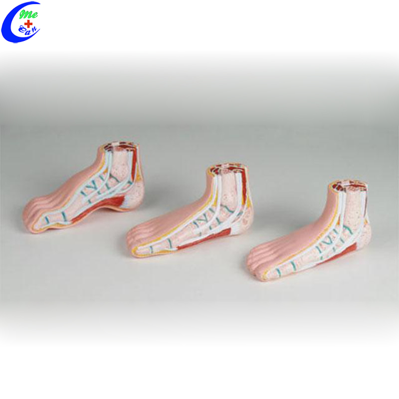 Medical Muscle Anatomical Models for Teaching Medical Muscle Anatomical Models for Teaching