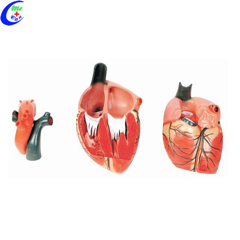 Anatomical Human Heart Model 7