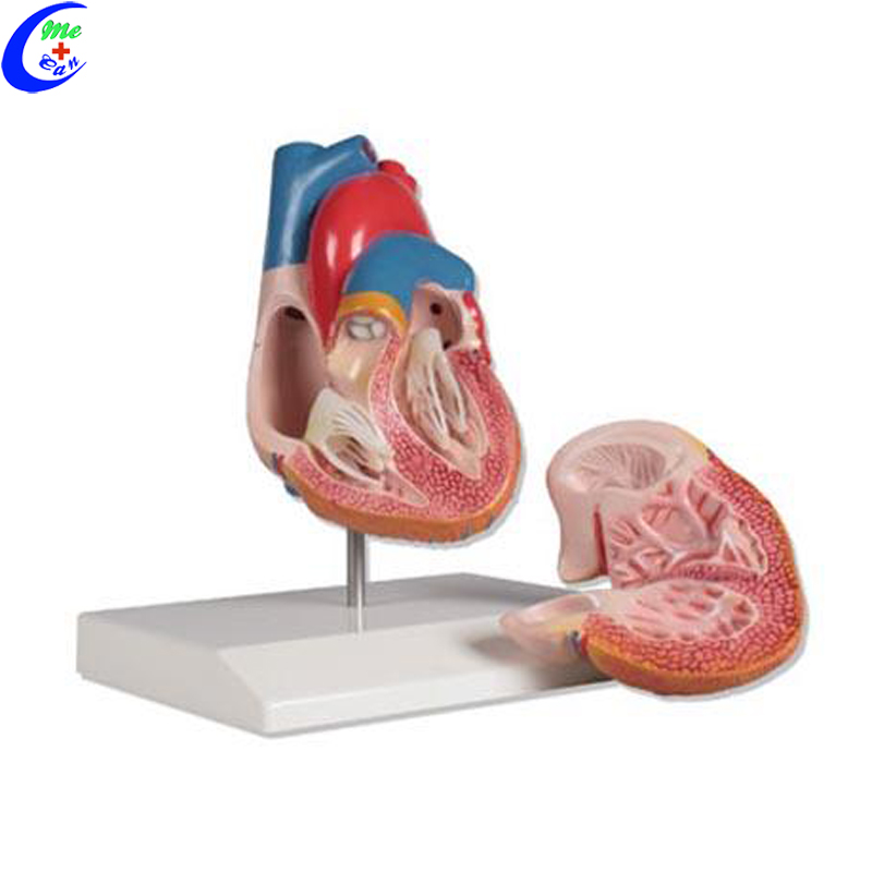 Anatomical Human Heart Model 8