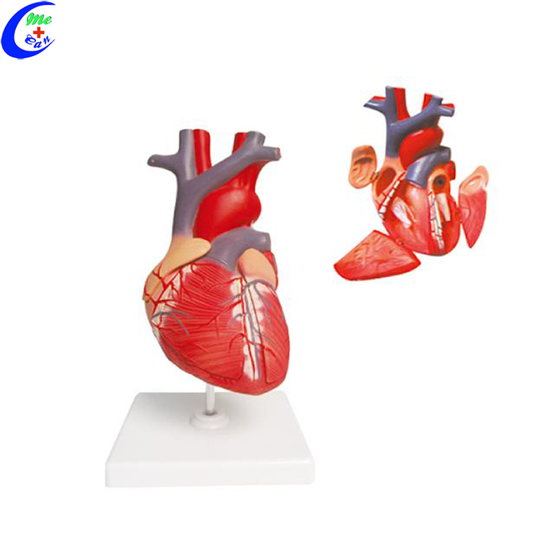 Anatomical Human Heart Model 9