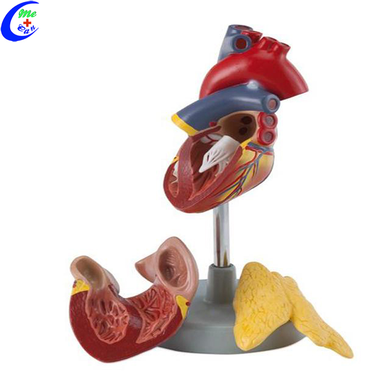 Anatomical Human Heart Model 10