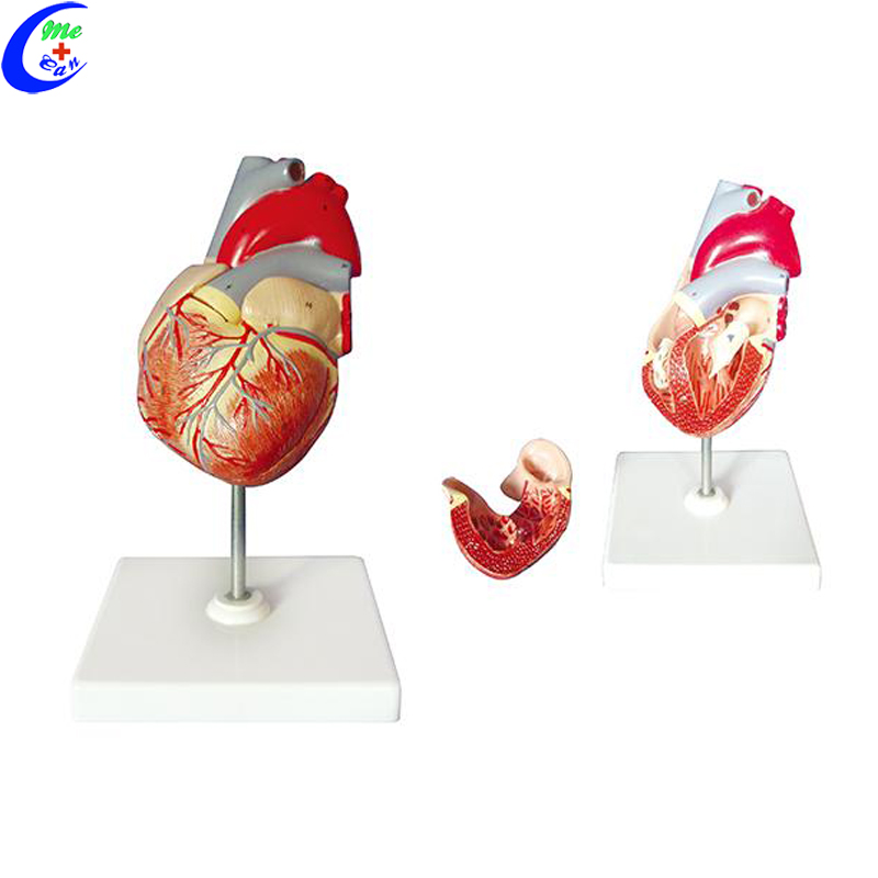 Anatomical Human Heart Model 11