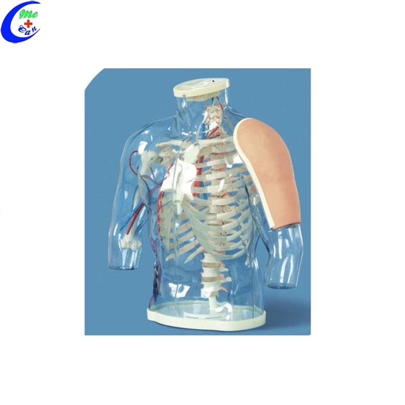 Buttock Intramuscular Injection Training Model Simulator 8