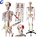 176cm Medical Human Anatomical Skeleton Model