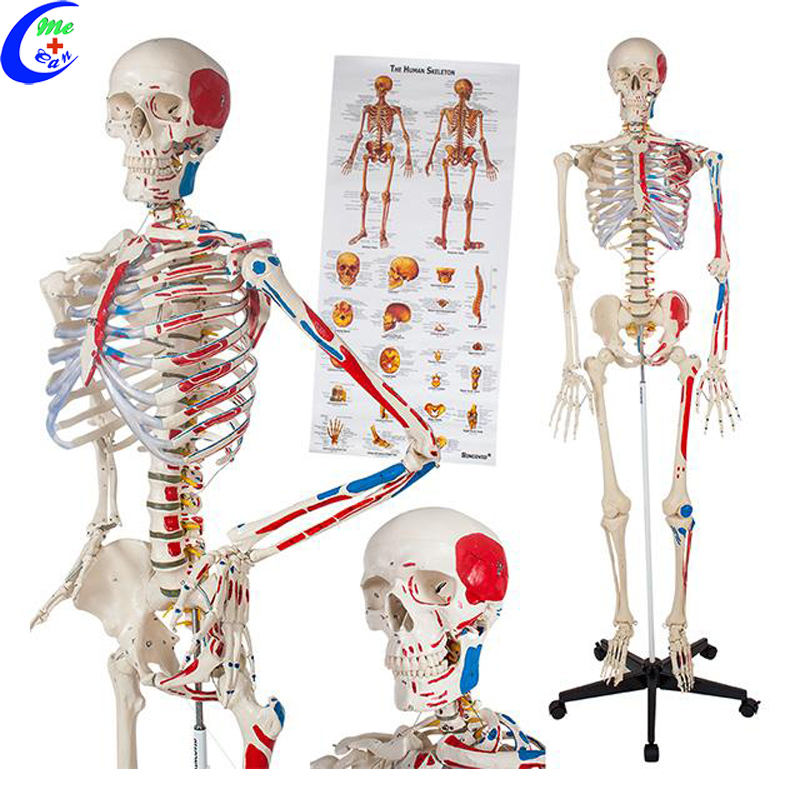 plastic human model plastic human model