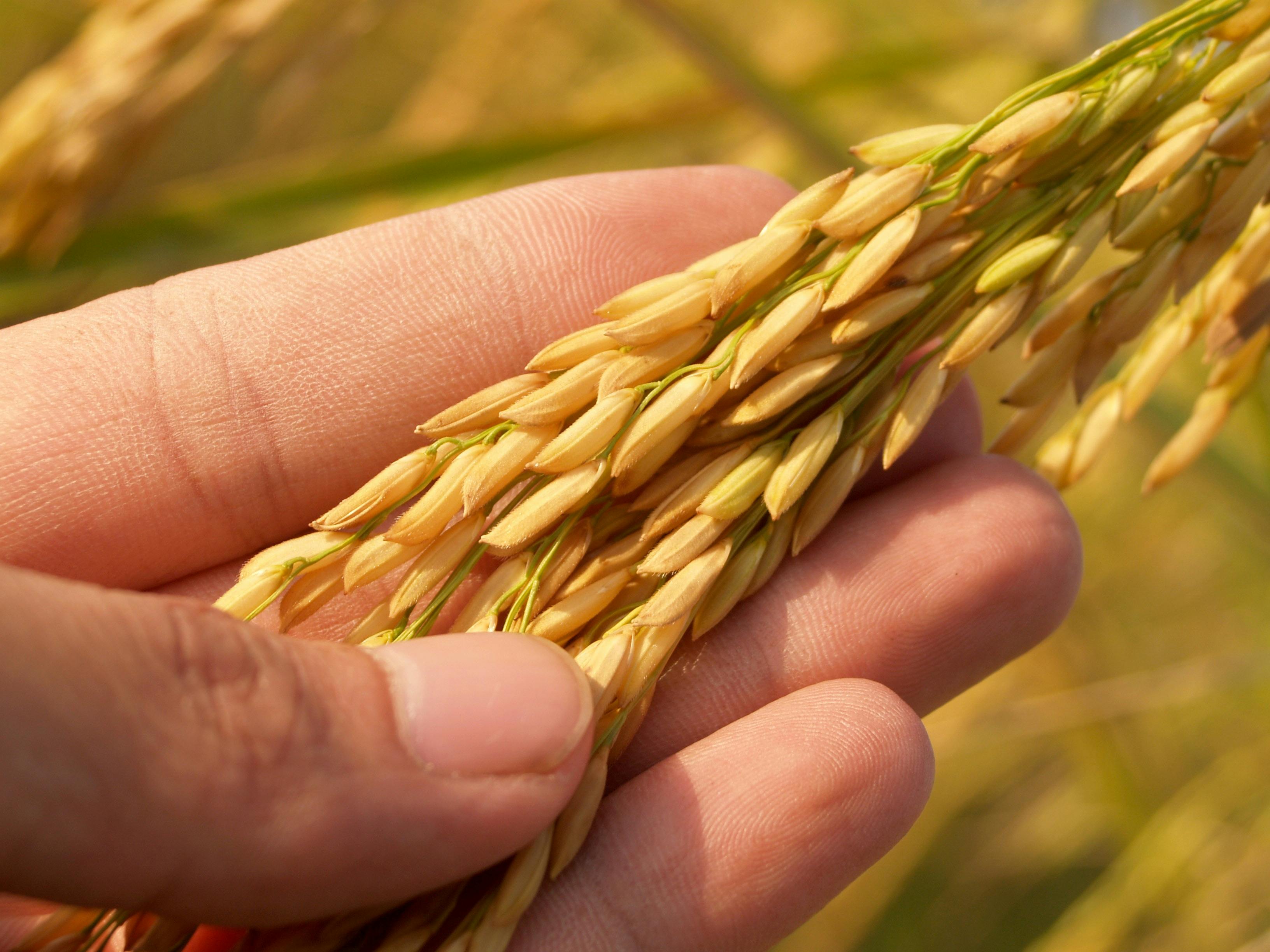 Copper Damages Soil and Crop Health