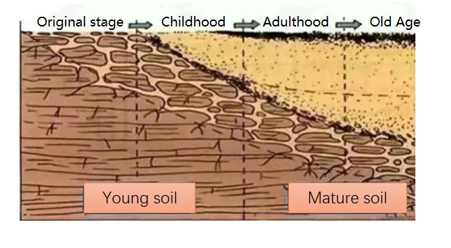 humic acid organic fertilizer