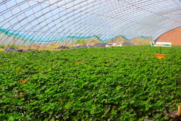 Fulvic Acid Liquid Fertilizer