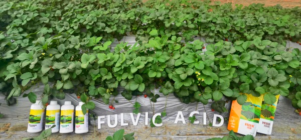 Fulvic Acid Liquid Fertilizer