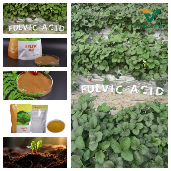 Buy Fulvic Acid Powder