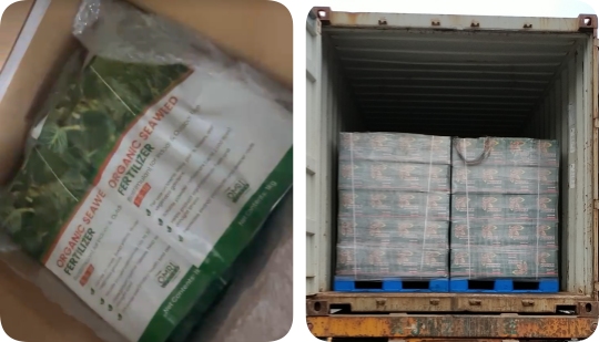 seaweed extract granular-8