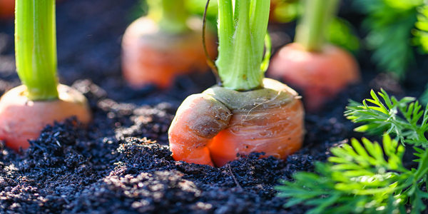 buy potassium fulvic acid fertilizer