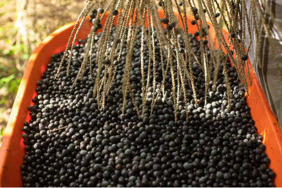best humic acid fertilizer