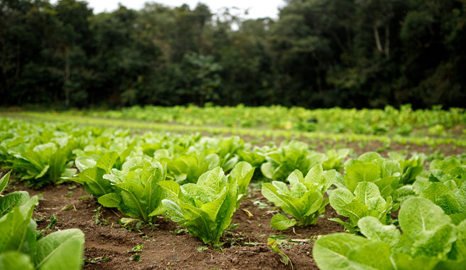 humic fertilizer