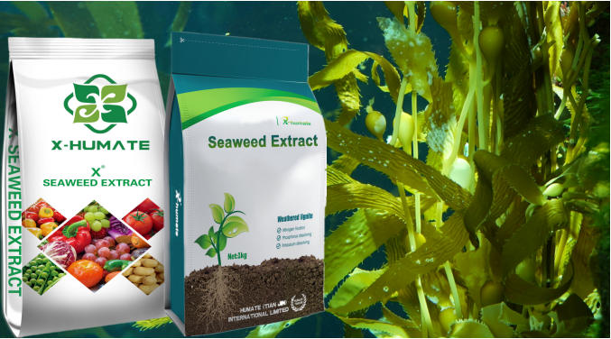 seaweed extract fertilizer