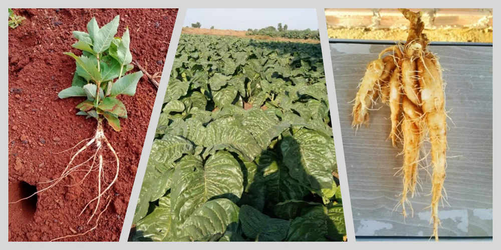 amino acid fertilizer