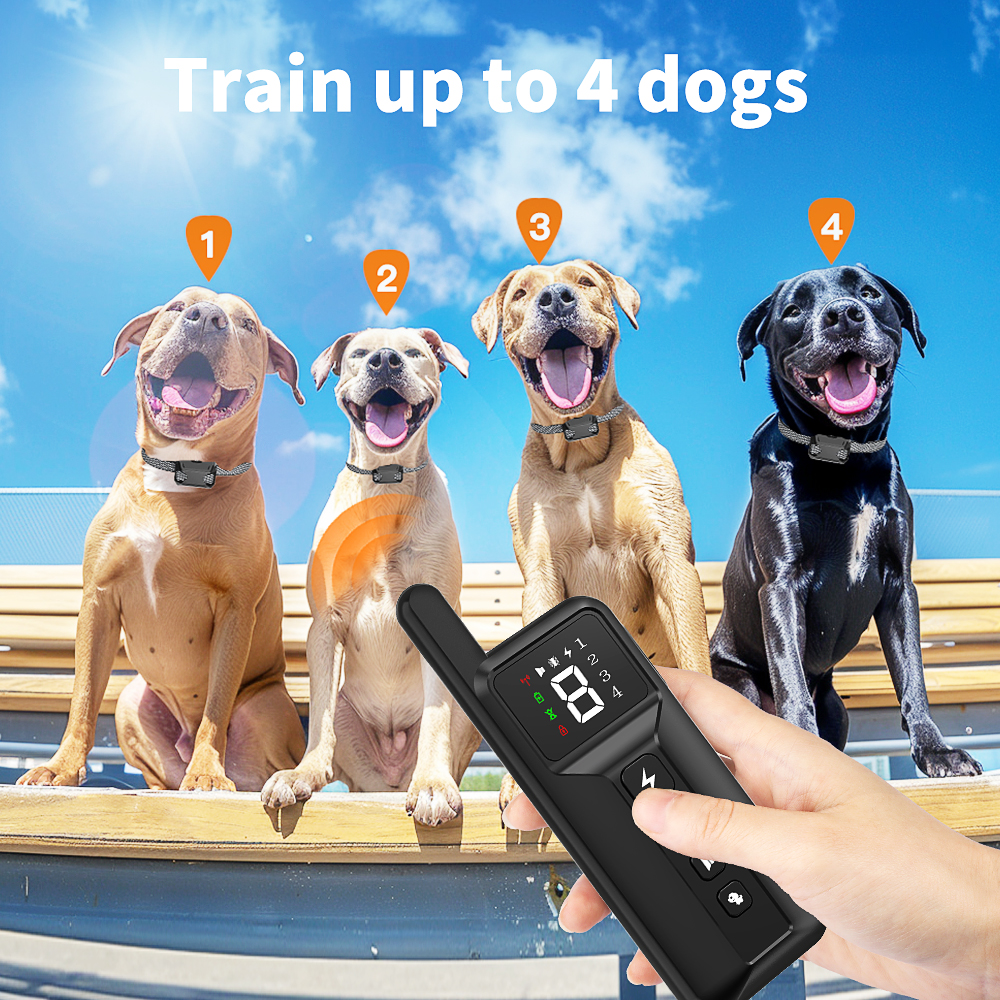 can training 4 dogs at same time